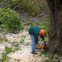 Melbourne Tree Removal Guys image 2